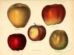 fruits-03184 - Cherborough Apple, Lafayette Red Apple, Bastard Seed no further Apple,  Curtiss' Sweeting Apple, Prince's Russet Apple [3246x2451]