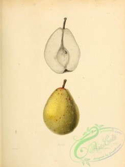 fruits-03187 - Dix Pear [2451x3255]