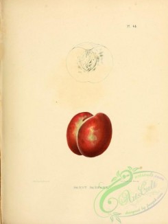 fruits-03188 - Early Barnard Peach [2451x3255]