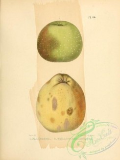 fruits-03194 - Fallwater Apple, Yellow Bellefleur Apple [2451x3255]