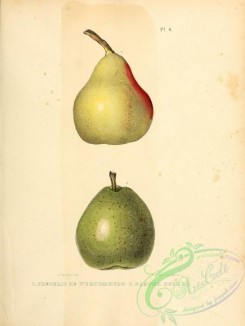 fruits-03195 - Frederic de Wurtemburg Pear, Easter Beurre Pear [2451x3255]