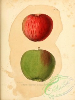 fruits-03205 - Halls Pippin Apple, Holland Pippin Apple [2451x3255]