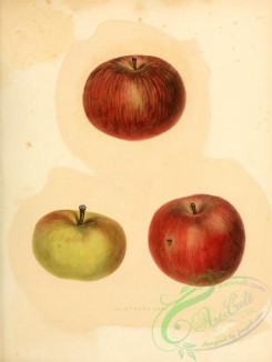 fruits-03206 - Hawthorn Den Apple [2451x3255]