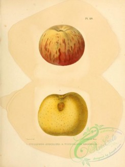 fruits-03208 - Hurlbuts Seedling Apple, Victorious Reinette Apple [2451x3255]