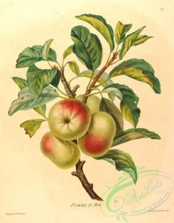 fruits-03576 - Apple [1715x2193]