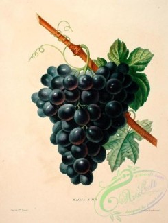 fruits-03579 - Black Grapes [1792x2370]