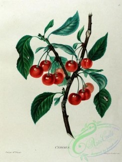fruits-03580 - Cherry [1588x2099]