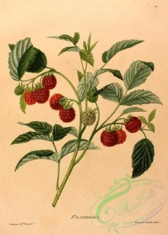 fruits-03586 - Raspberry [1587x2217]