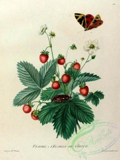 fruits-03587 - Strawberry [1567x2072]