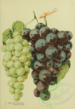 fruits-03939 - Green Mountain Grape, Campbell's Early Grape [1982x2866]
