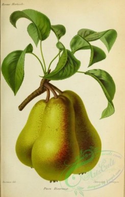fruits-04101 - Pear, 2 [3091x4843]
