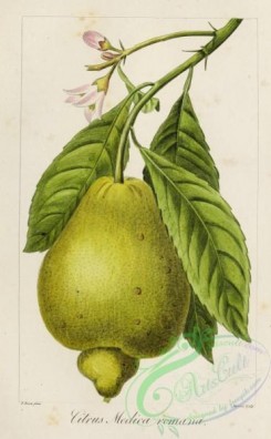 fruits-04586 - citrus medica romana