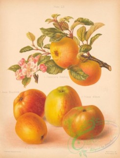 fruits-04816 - 022-Dumelow's Seedling Apple, Annie Elizabeth Apple, Prince Albert Apple, Cockpit Apple, Greave's Pippin Apple