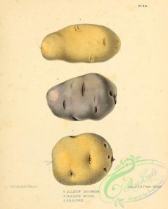 fruits-05123 - 004-Early Kidney Potato, Early Blue Potato, Orange Potato