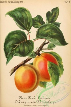 fruits-05187 - Apricot