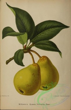 fruits-05483 - 001-Pear
