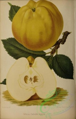 fruits-05487 - 005-Apple