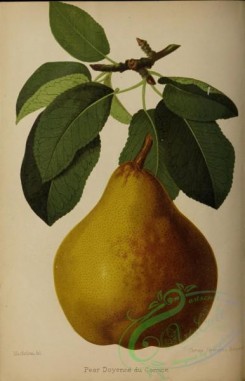 fruits-05489 - 007-Pear
