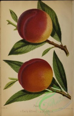 fruits-05494 - 012-Peach