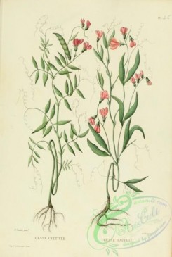 furage_plants-00060 - lathyrus sativus, lathyrus sylvestris, lathyrus platyphyllus