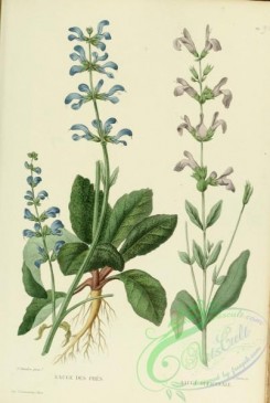 furage_plants-00095 - salvia pratensis, salvia officinalis