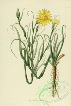 furage_plants-00112 - tragopogon pratensis