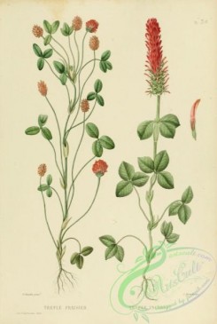 furage_plants-00114 - trifolium incarnatum, trifolium fragiferum