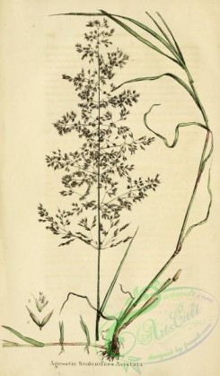 furage_plants-00129 - agrostis stolonifera aristata
