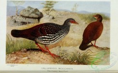 game_birds-00141 - Ceylon Spur-fowl, galloperdix bicalcarata