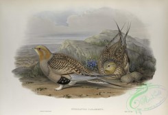 game_birds-00326 - 441-Syrrhaptes paradoxus, Pallas's Sand-Grouse