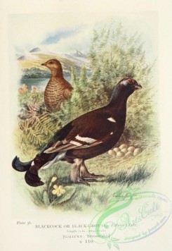 game_birds-00853 - Blackcock or Black-Grouse, tetrao tetrix