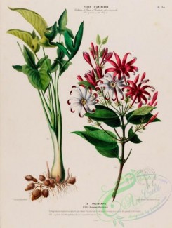 gardenia-00001 - gardenia, 2