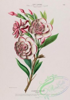 gardenia-00002 - gardenia