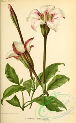 gardenia-00007 - gardenia stanleyana