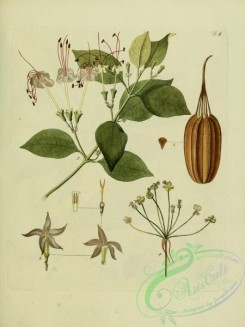 gardenia-00010 - ramulus volkameriae inermis, aristolochiae ringentis, gardenia clusiaefolia