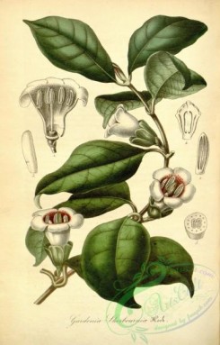gardenia-00012 - gardenia sherbourniae