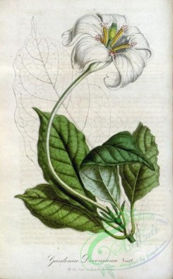 gardenia-00014 - gardenia devoniana