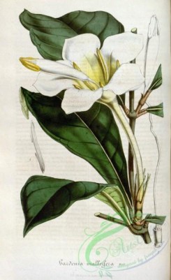 gardenia-00015 - gardenia malleifera