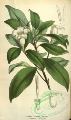 gardenia-00019 - gardenia globosa