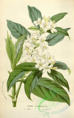gardenia-00026 - gardenia citriodora