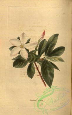 gardenia-00031 - gardenia amoena