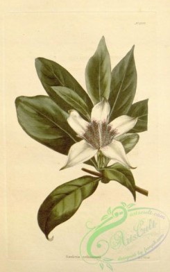gardenia-00032 - gardenia rothmannii