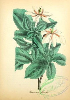 gardenia-00034 - gardenia florida