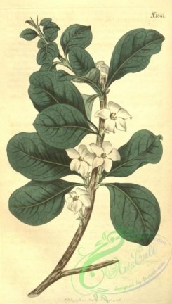 gardenia-00038 - 1841-gardenia randia, Round-leaved Gardenia or Indigo-Berry