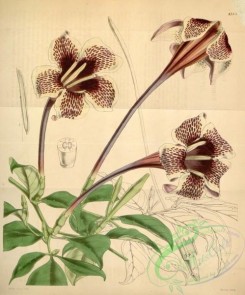 gardenia-00044 - 4185-gardenia stanleyana, Lord Derby's Gardenia