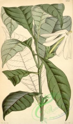 gardenia-00047 - 4343-gardenia nitida, Glossy-leaved Gardenia