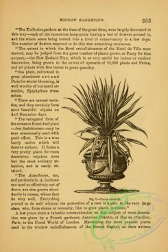 gardens-00375 - 103-yucca aloefolia