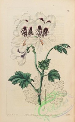 geranium-00043 - 343-Recurved-leaved Stork's-bill, pelargonium recurvifolium