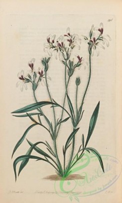 geranium-00095 - 395-Eared-leaved Dimacria, dimacria auriculata