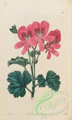 geranium-00119 - 019-Hawthorn-leaved Stork's-bill, pelargonium crataegifolium